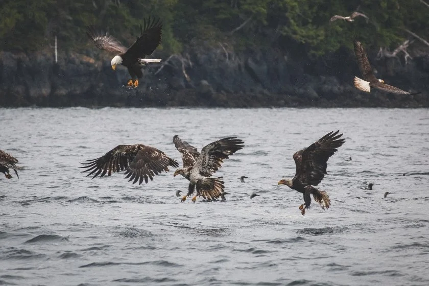 Eagle Groups Looking for Prey on Lake