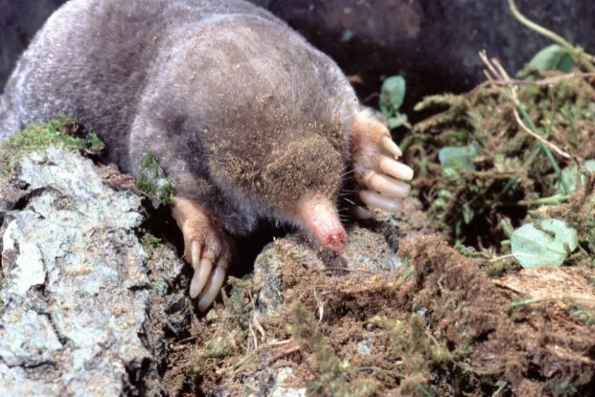 Eastern Mole (Scopus aquaticus)