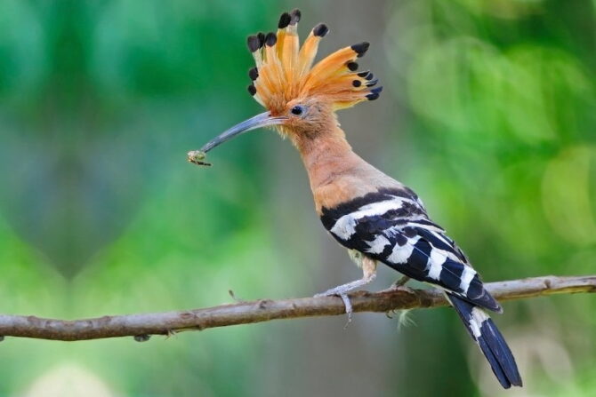 30 Beautiful Birds With Mohawks (With Pictures & Facts)