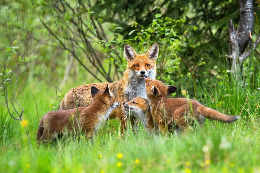 Family of Cute Red Foxes Walking in Forest