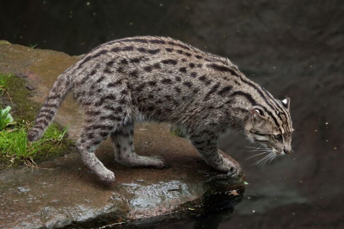 Fishing Cat (Prionailurus viverrinus) Hunting for Fish