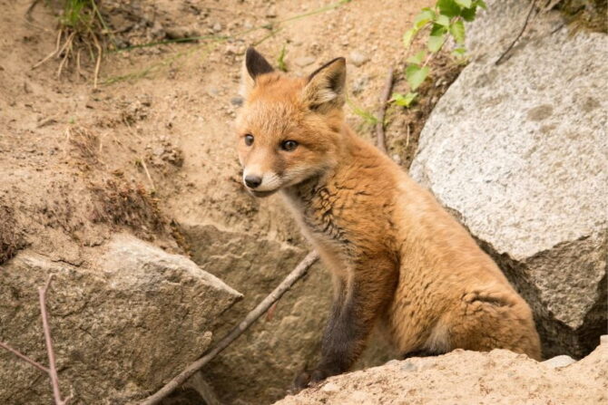 Fox Cub Near Rock