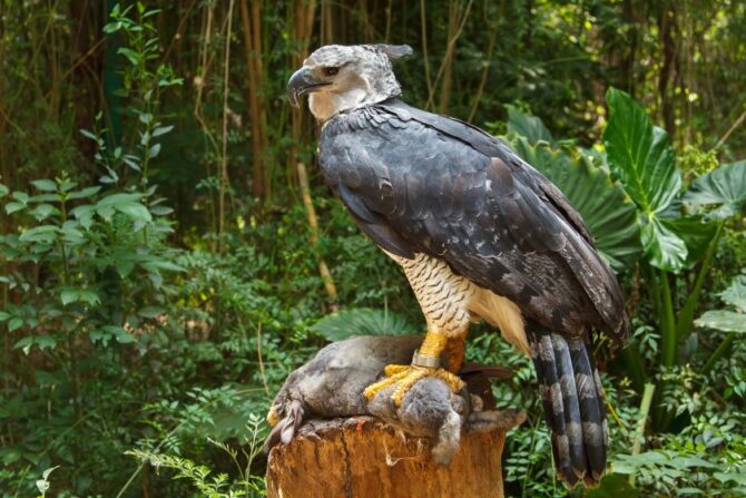 Giant Harpy Eagle about to eat Bunny in the Wild