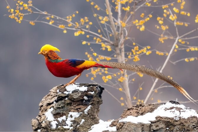 Golden Pheasant (Chrysolophus pictus) in Nature (Chrysolophus pictus) in Nature