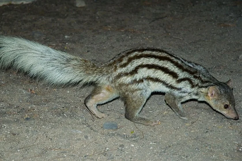Grandidier's Mongoose (Galidictis grandidieri)