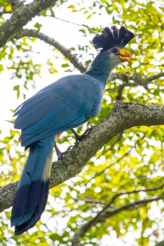 Great Blue Turaco (Corythaeola cristata) on a Branch in Forest