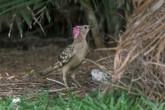 Great Bowerbird (Chlamydera nuchalis) at Bower