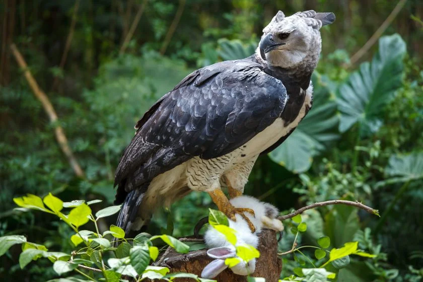 Harpy Eagle Face Holding White Rabbit in its Talons