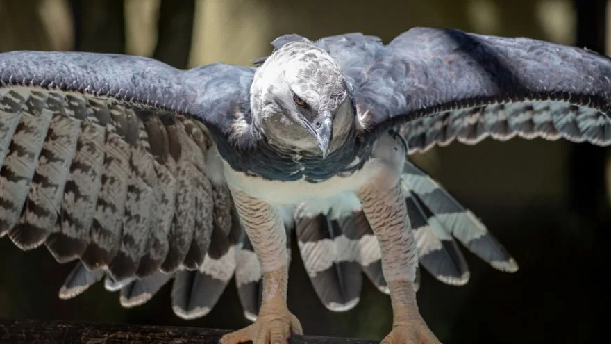 Harpy Eagle Facts - The Most Powerful Eagle In The World