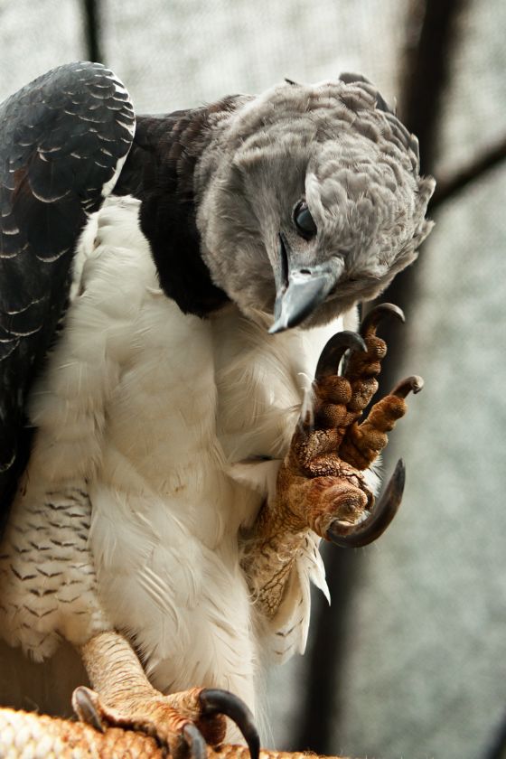 Harpy Eagle Talons - Close Up Harpy Eagle Showing its Huge Long Claws
