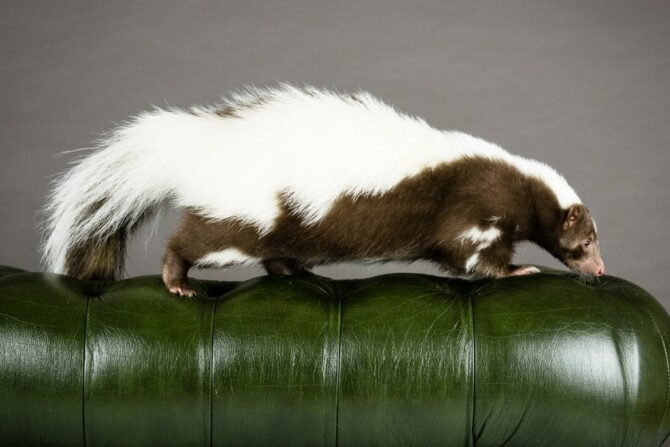American Hog-nosed Skunk (Conepatus semistriatus) walking on sofa