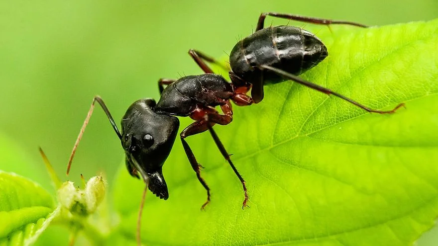 How Many Legs Do Ants Have (Ants Body Structure)