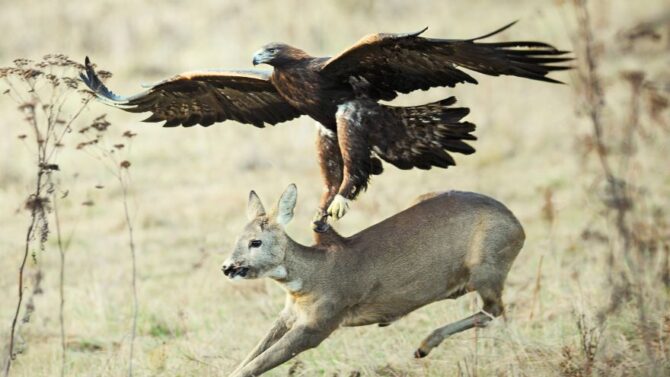 How Much Weight Can An Eagle Carry Lifting Capacity 