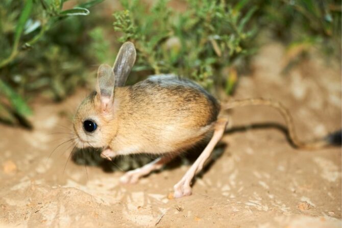 Jerboa (Jaculus) out at night