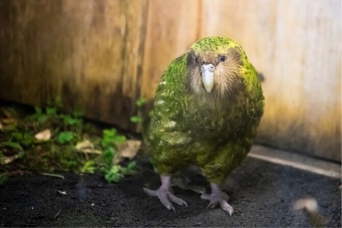 Kakapo (Strigops habroptilus) is a Flightless Parrot
