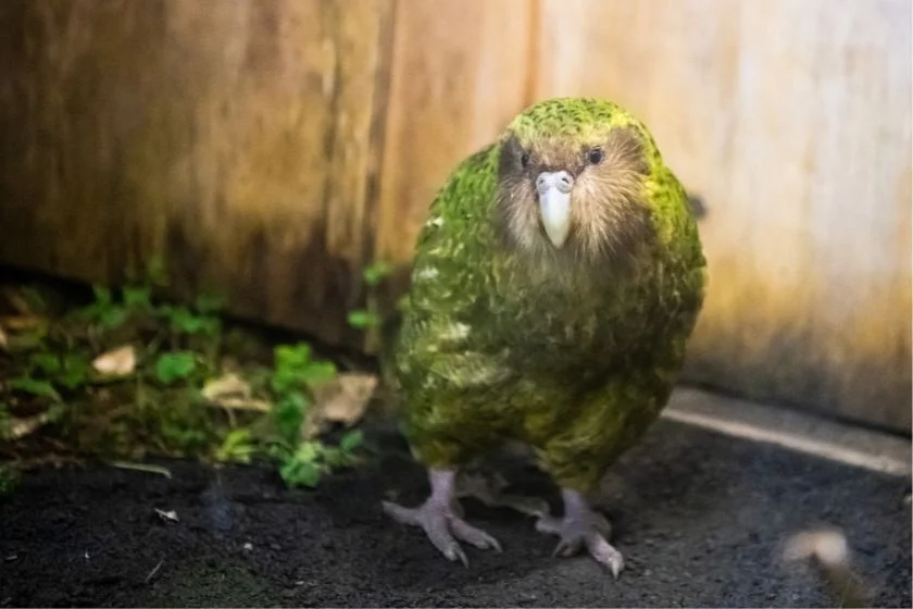 Kakapo (Strigops habroptilus) is a Flightless Parrot