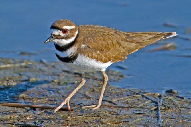 Killdeer Looks for Food on the Shores