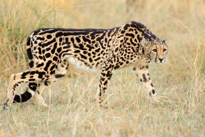 King Cheetah (Acinonyx jubatus) with Stripes and Dots in the Wild