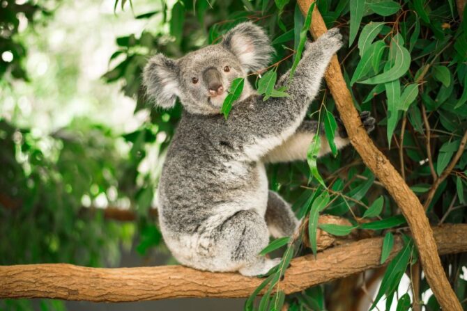 Koala on a Eucalyptus Tree in Australia