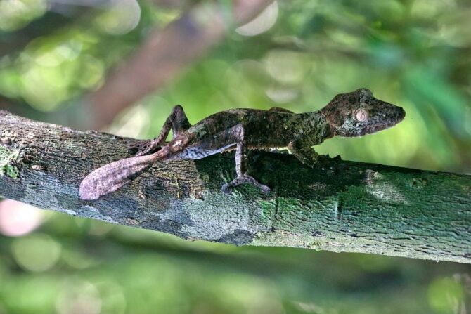 Leaf Tail Geckos (Uroplatus phantasticus) Camouflaging on Tree Branch