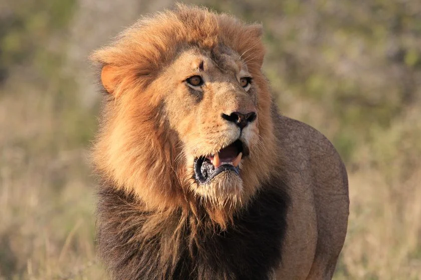 Lion (Panthera leo) Male Hunting in the Plains