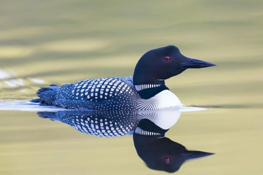 Loon (Gavia) Bird Swimming on Water