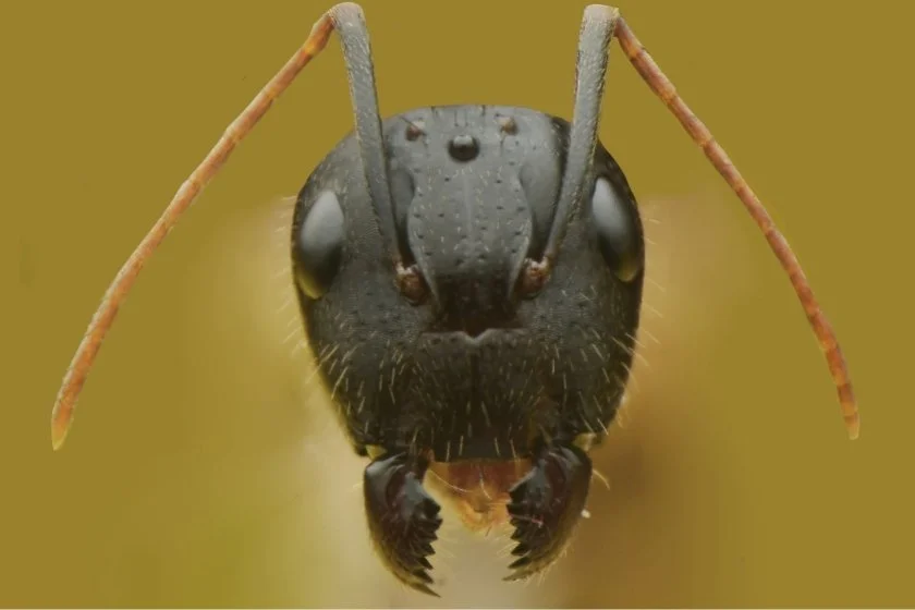 Macro View of Carpenter Ant Head Showing 5 Eyes