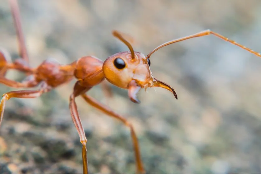 Macro View of Red Ant with Wide Open Mandibles