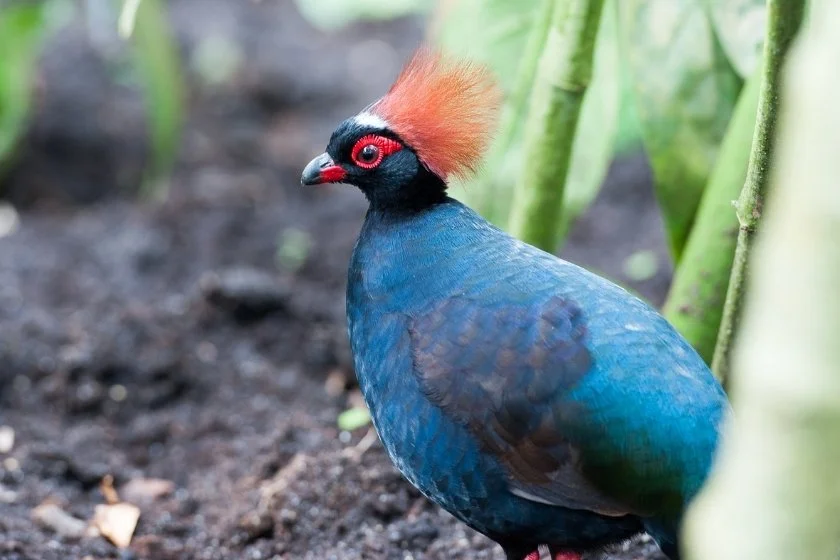 Male Crested Partridge (Rollulus rouloul)
