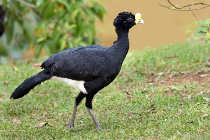 Male Great Curassow (Crax rubra) in the Lowland Forest in Thailand