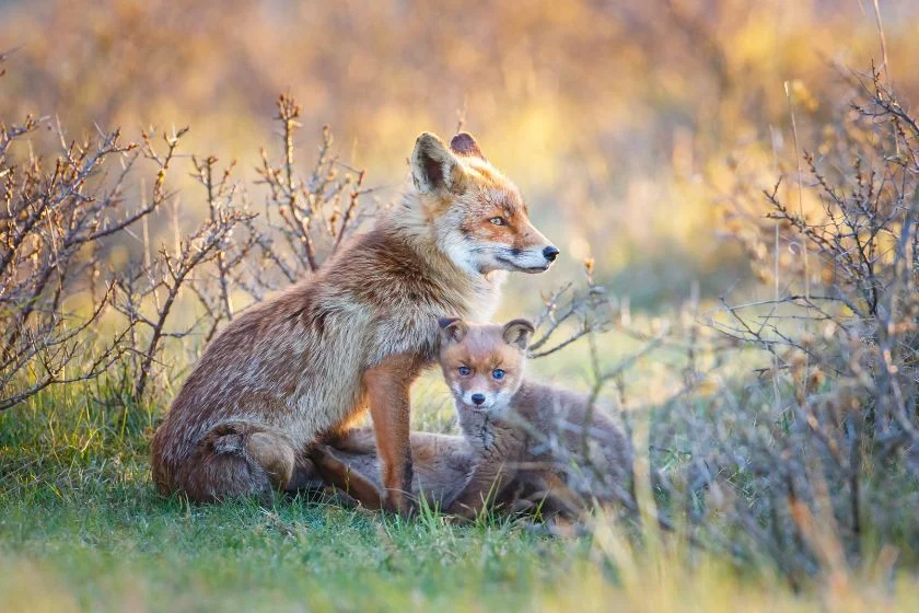 Mother Fox and Cubs in the Wild