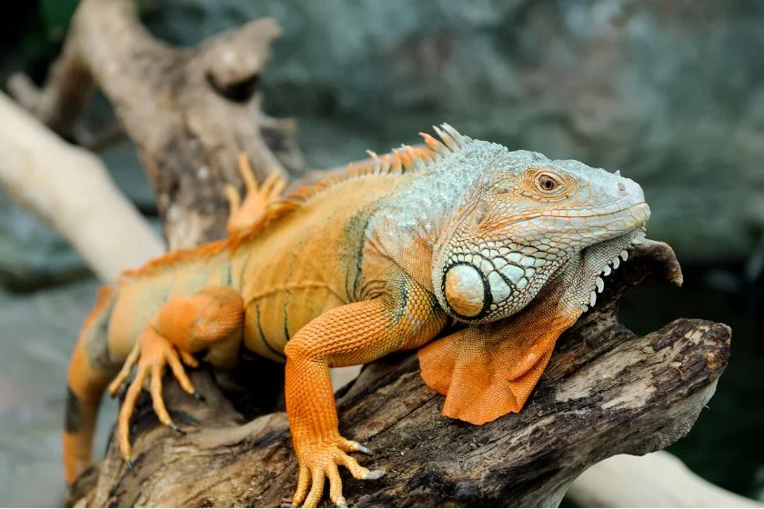 Multi-colored Iguana (Iguana iguana)