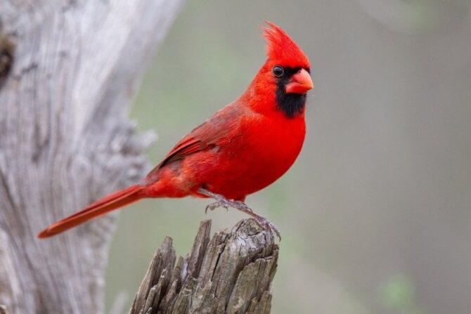 Northern Cardinal (Cardinalis) Close Up