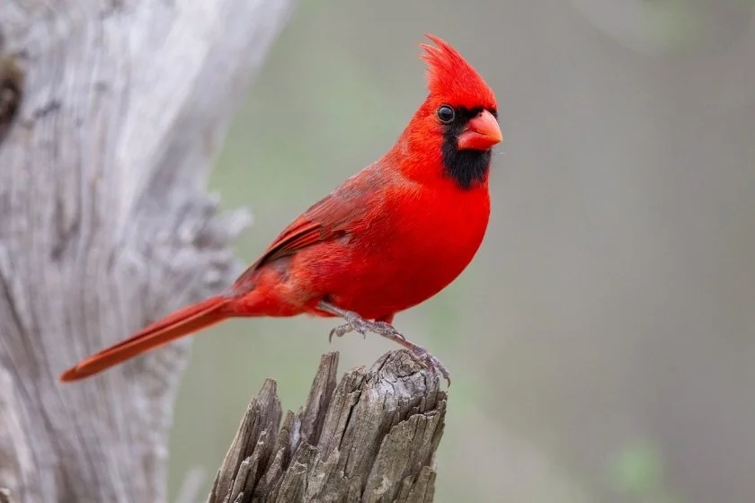 Northern Cardinal (Cardinalis) Close Up