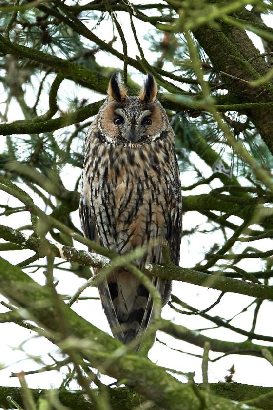 Northern Long-eared Owl (Asio otus)