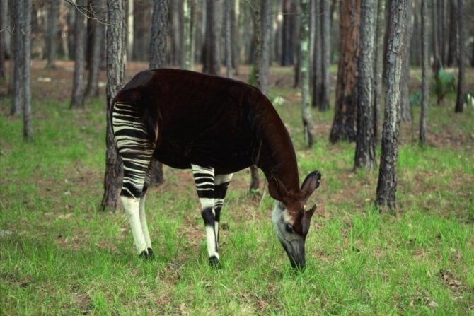 Okapi (Okapia johnstoni) Grazing in Nature