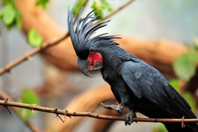 Palm Cockatoo (Probosciger aterrimus) Close Up View