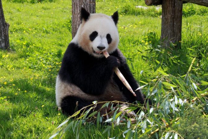 Panda Eating Bamboo Shoot