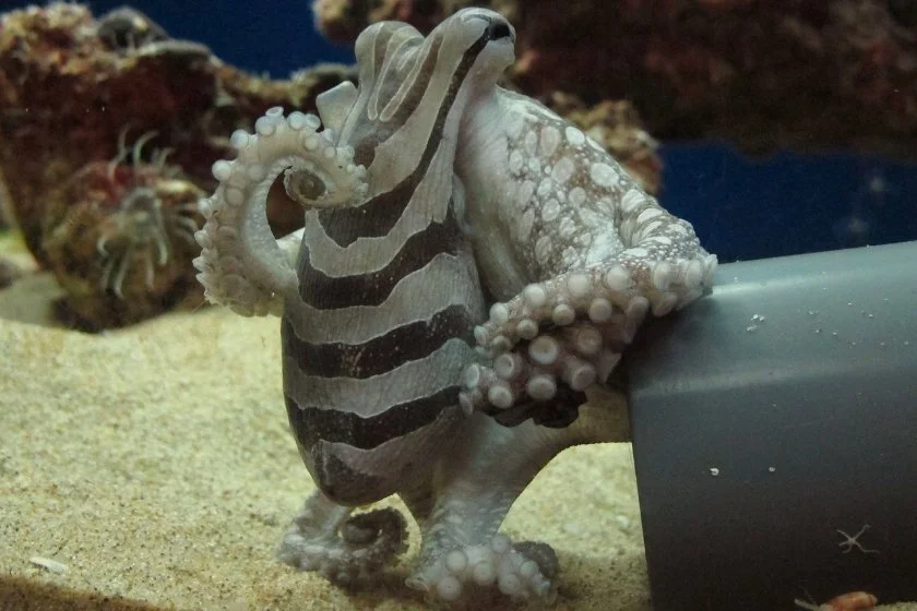 Photo of Larger Pacific Striped Octopus (Octopus sp) in an Aquarium