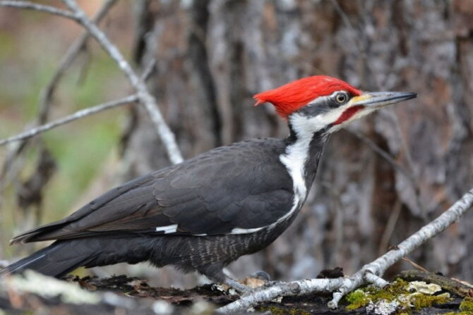Pileated Woodpecker (Dryocopus pileatus) in the Woods