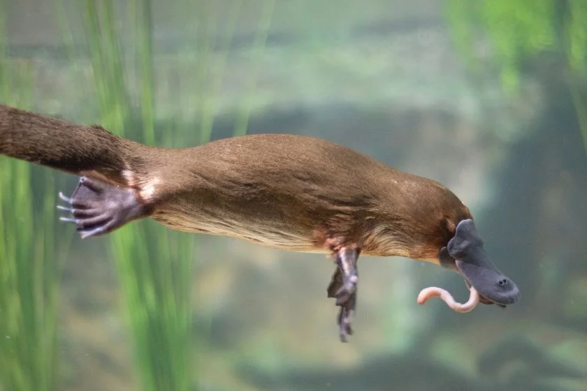 Platypus (Ornithorhynchus anatinus) Swimming Underwater Eating Worm