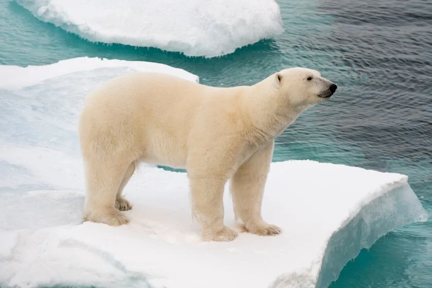 Polar Bear (Ursus maritimus) Walking on Sea Ice