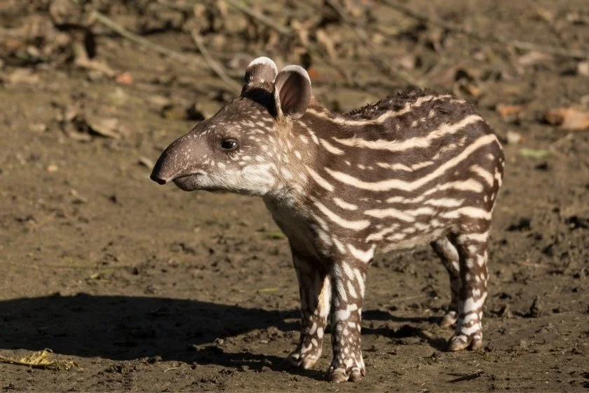 Portrait of Baby South American Tapir (Tapirus terrestris)
