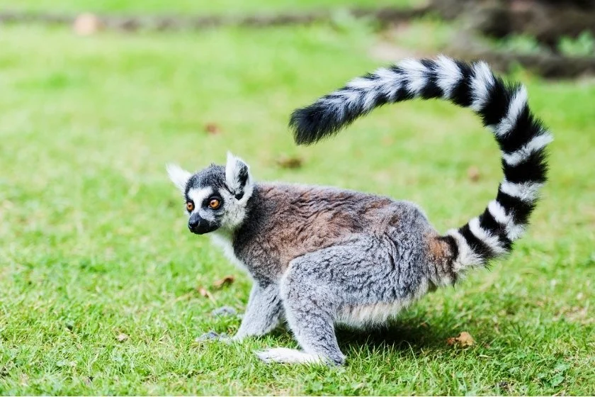 Portrait of Ring-Tailed Lemur (Lemur catta) on Grass