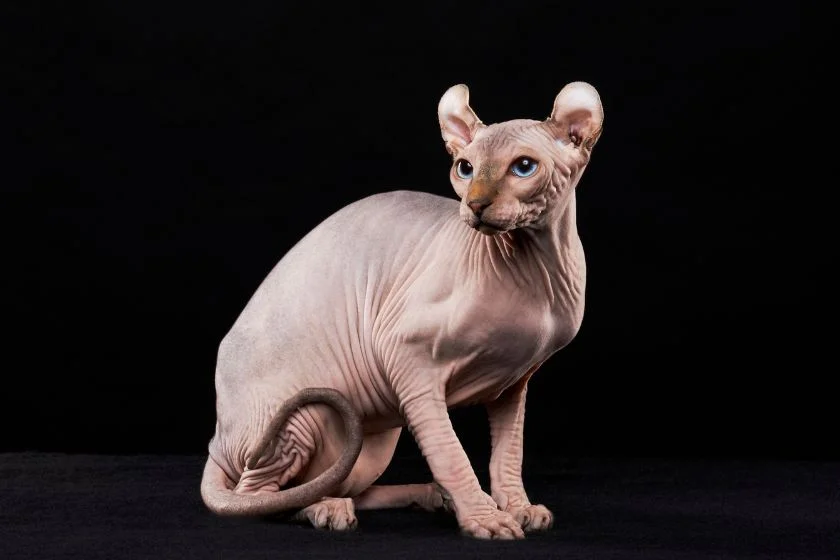 Portrait of Sphynx Cat (Felis catus)
