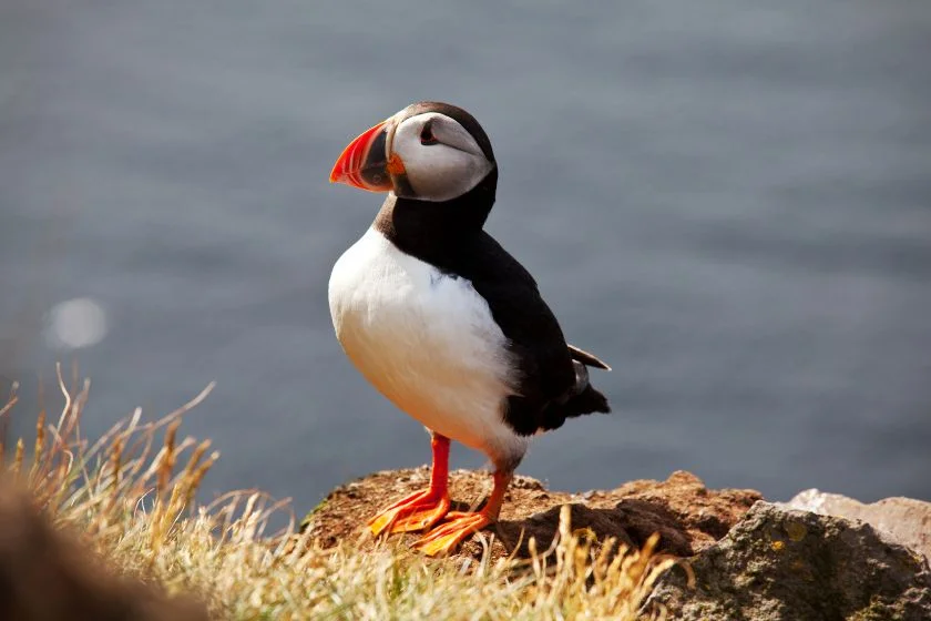 Puffins (Fratercula) on Rock Near Water