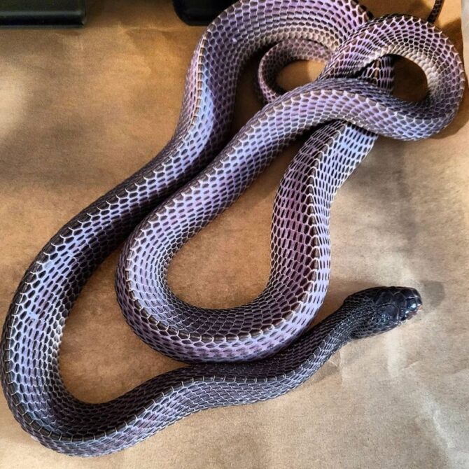 Purple Colored Cape File Snake (Limaformosa capensis)