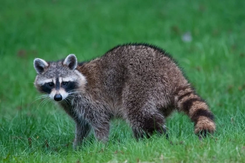 Raccoon (Procyon lotor) Standing on Grass