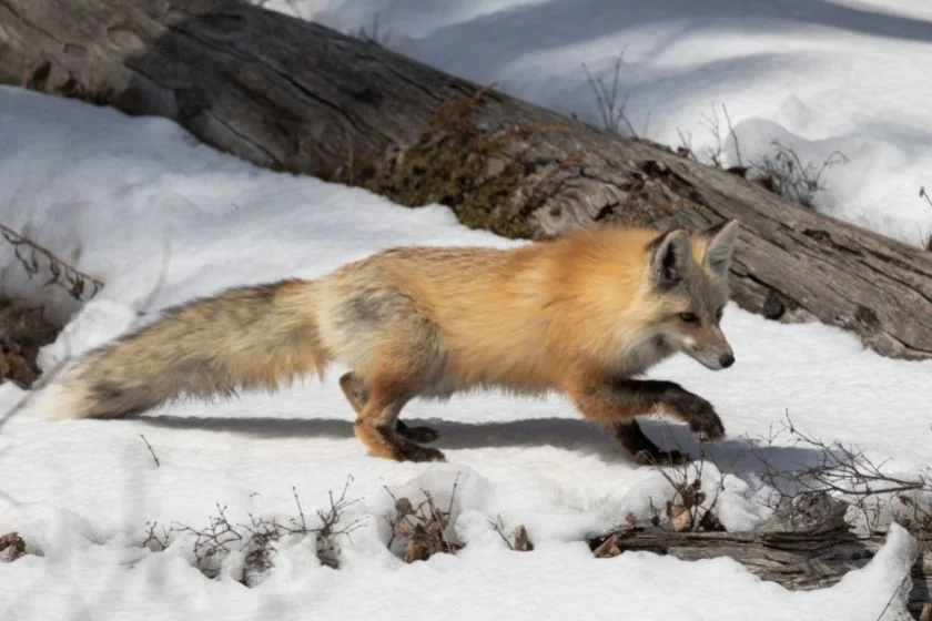 Red Fox (Vulpes vulpes) Hunting