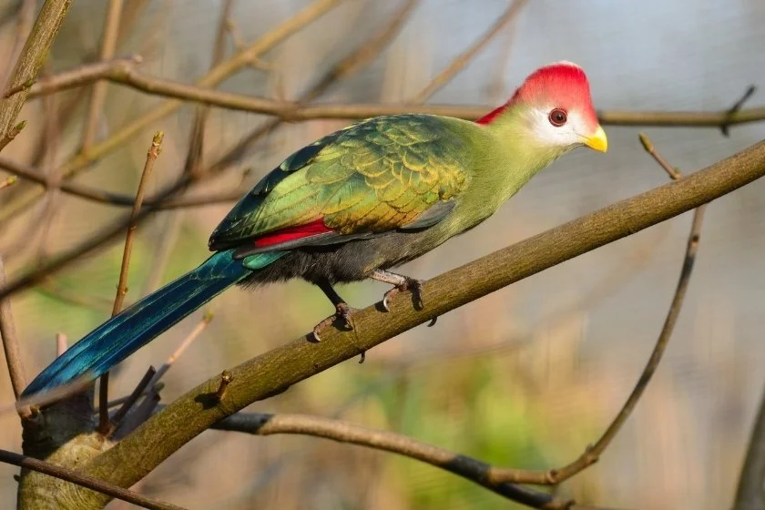 Red-crested Turaco (Turaco erythropus)